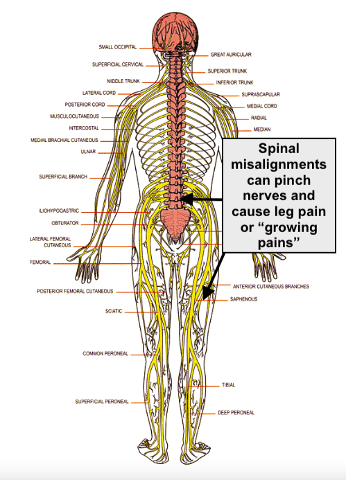 This is a picture of the spine and nerves that come from the spine and go to the various body parts. Spinal misalignments in the low back and pelvis can pinch the nerves causing leg pain or growing pains.